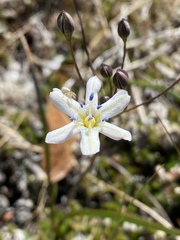 Triteleia lilacina