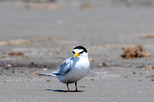 Least Tern (Sternula antillarum), photo 4