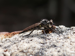 Cerdistus luctificus