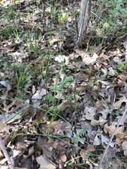 Allium fraseri