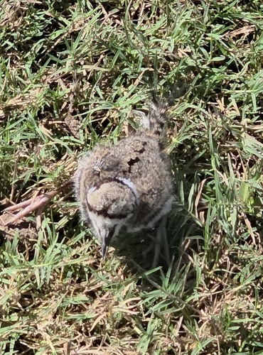 Killdeer