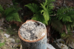 Cerdistus luctificus