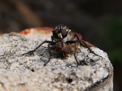 Cerdistus luctificus