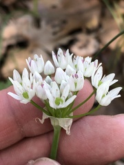 Allium fraseri