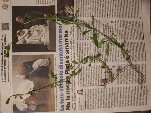 Galium spurium iNat (2)