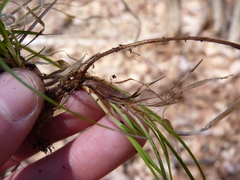 Carex albicans