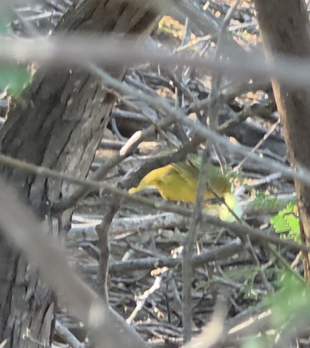 Jamaican Golden Warbler