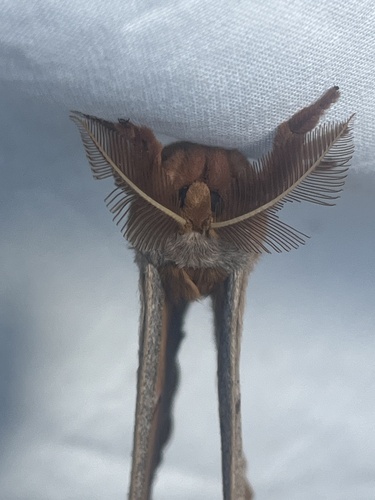 iNaturalist observation photo of Polyphemus Moth