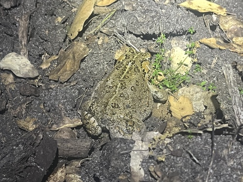 iNaturalist observation photo of Western Toad