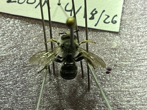 iNaturalist observation photo of Bees