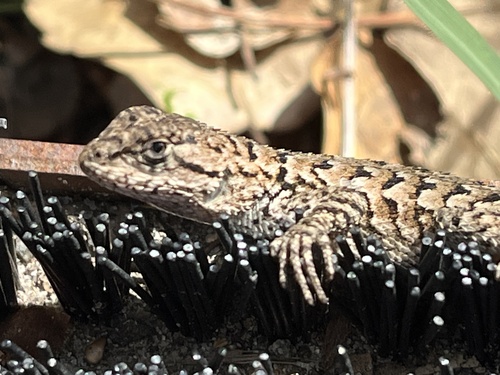 iNaturalist observation photo of Western Fence Lizard