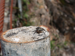 Cerdistus luctificus