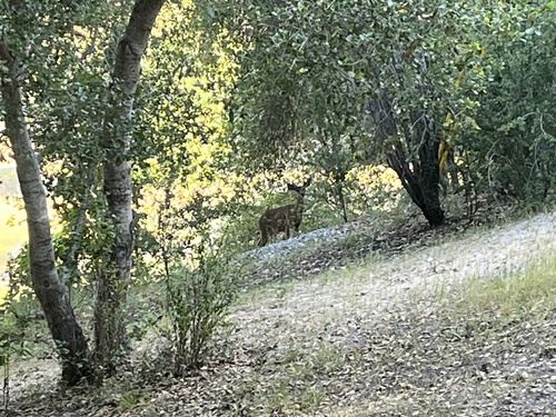 iNaturalist observation photo of Mule Deer