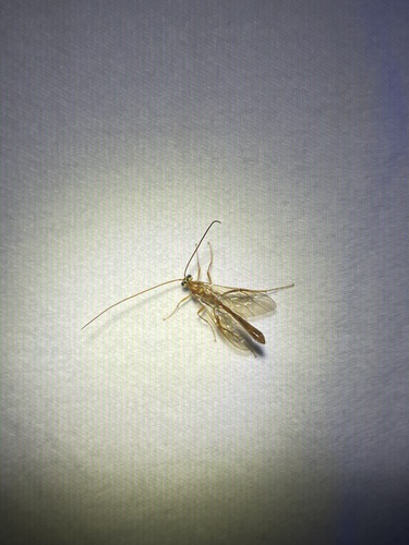 iNaturalist observation photo of Short-tailed Ichneumonid Wasps