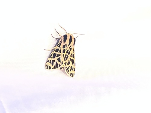 iNaturalist observation photo of Ornate Tiger Moth