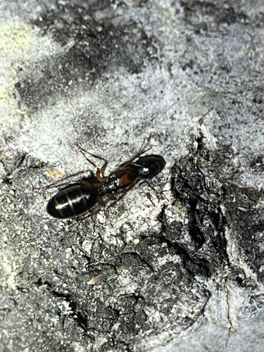 iNaturalist observation photo of Camponotus clarithorax