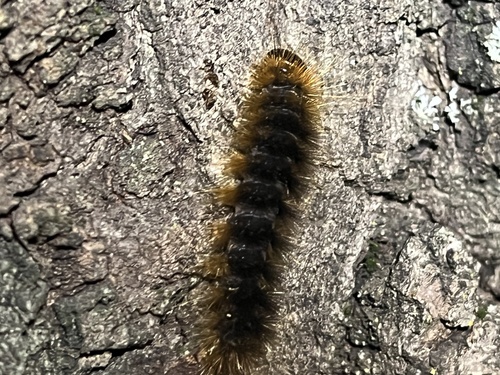 iNaturalist observation photo of Pseudohemihyalea