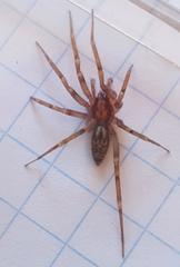 Liocranum rupicola