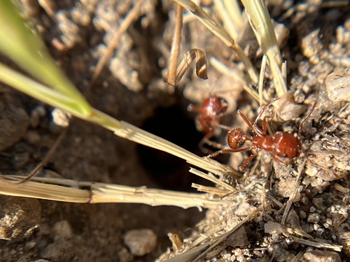 iNaturalist observation photo of Typical American Harvester Ants