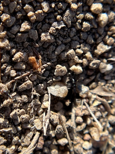 iNaturalist observation photo of Forelius