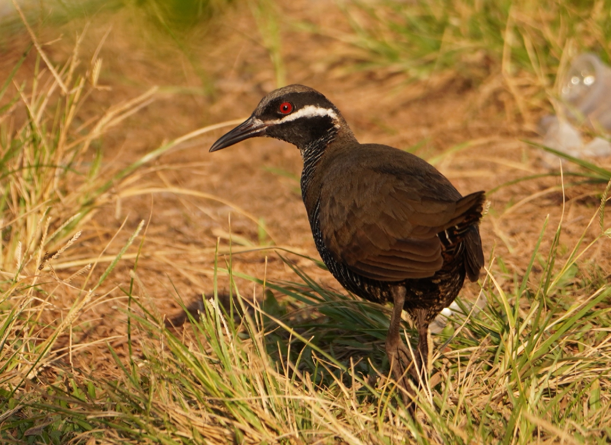 Barred Rail (Gallirallus torquatus), photo 3