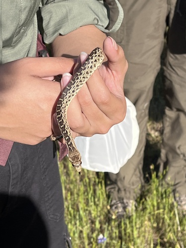 iNaturalist observation photo of Pacific Gopher Snake