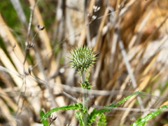 Cirsium neomexicanum