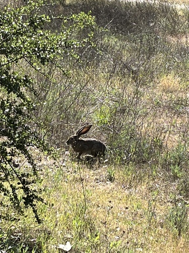iNaturalist observation photo of Black-tailed Jackrabbit