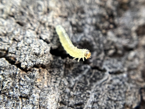 iNaturalist observation photo of Winged and Once-winged Insects