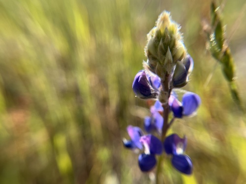 iNaturalist observation photo of lupines