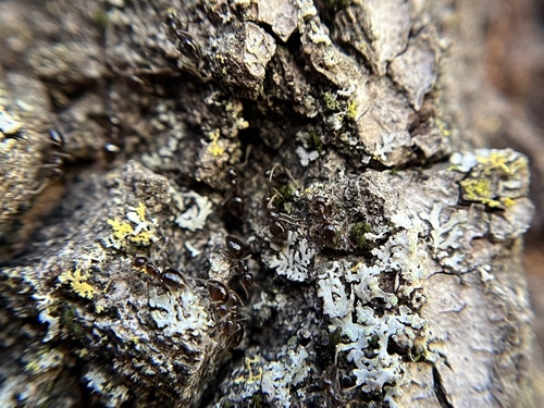 iNaturalist observation photo of American Winter Ant