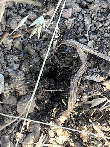 iNaturalist observation photo of Andre's Harvester Ant