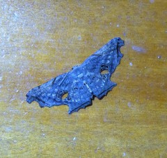 Crypsicoela subocellata