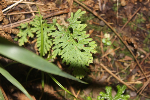Selaginella moellendorffii, photograph 6