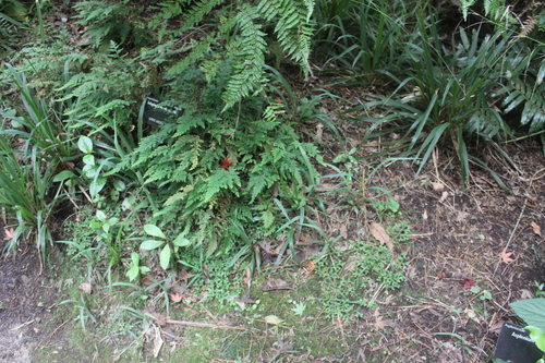 Selaginella moellendorffii, photograph 5