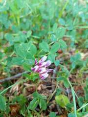 Trifolium variegatum
