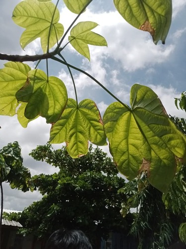 Cavanillesia platanifolia, photograph 1