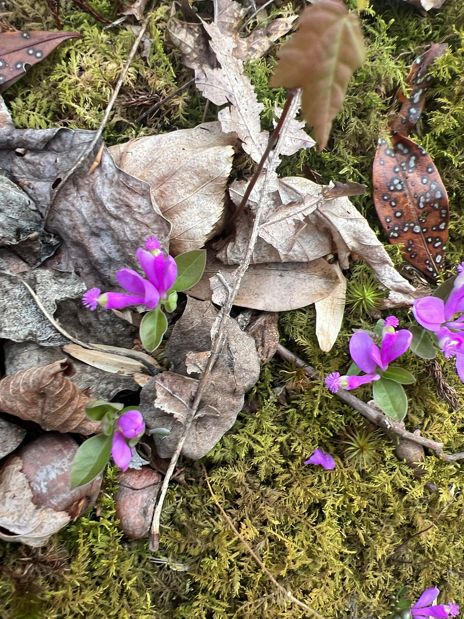 Imagem de Polygaloides paucifolia