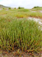 Salicornia perennis