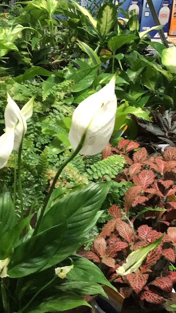 Peace Lily