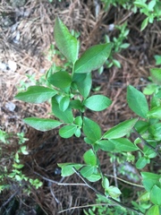 Vaccinium virgatum
