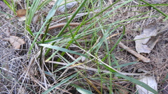 Convolvulus graminetinus