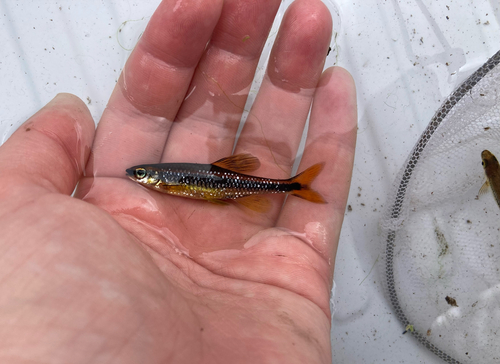 Bluenose shiner (Pteronotropis welaka) — Cyprinidae — 3