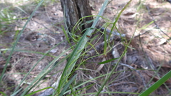 Convolvulus graminetinus