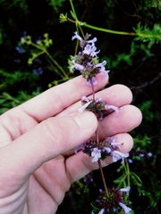 Salvia munzii