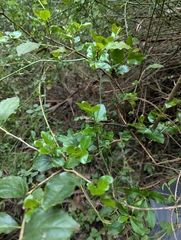 Dovyalis abyssinica
