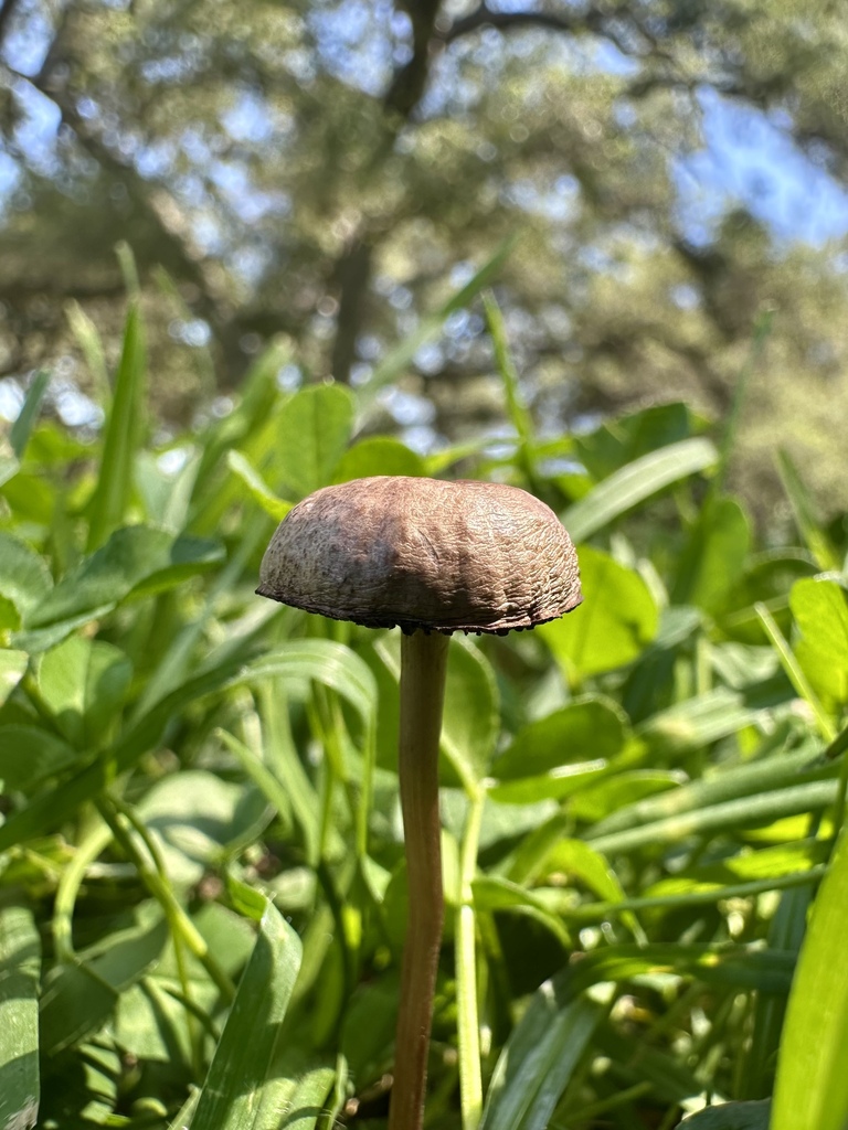 Panaeolus foenisecii · April 2026 · photo: © robertodesu (iNaturalist, cc-by)
