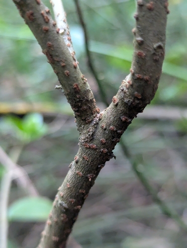 Dovyalis abyssinica, photograph 2