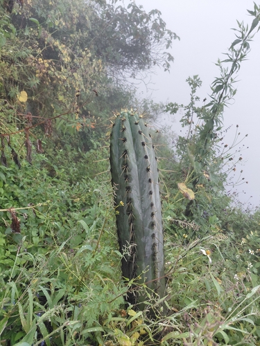 Trichocereus macrogonus