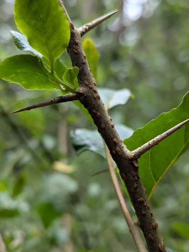 Dovyalis abyssinica, photograph 3